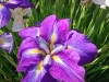 Japanese Iris