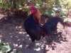 Resident Rooster, Tofino Gardens