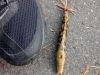 Even the slugs are bigger!