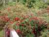 Gigantic fuchsia bush
