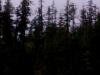 Eagle's nest, Clayoquot Sound