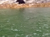 Black bear