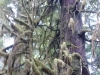 Crazy Tree