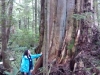 Big Tree
