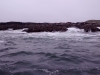 Clayoquot Sound, Sea Lions