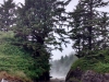 Long Beach, trees