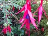 Fuchsia blooms
