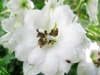 White Delphinium
