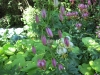 Turks cap lilies
