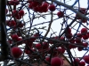 Tree and berries